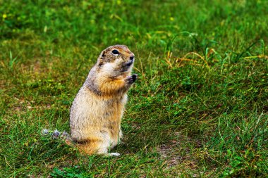 yeşil yaz çim gri sincap