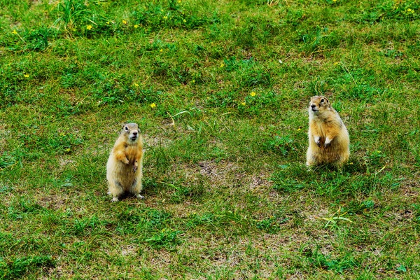 iki gri gophers yeşil çimen yaz