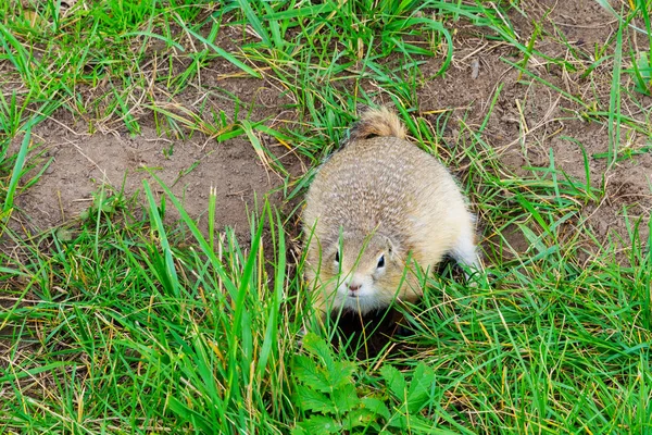 Gophers Klättrade Hålet Gräsmattan Lurviga Söt Gophers Sitter Grön Äng — Stockfoto