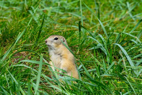 Gray Gopher Grass His Hind Legs — Stock Photo, Image
