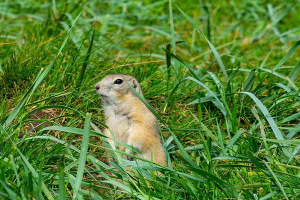 Γκρι Gopher Στο Γρασίδι Στα Οπίσθια Πόδια — Φωτογραφία Αρχείου