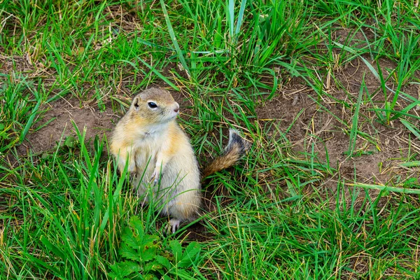 Gopher Gris Hierba Sus Patas Traseras — Foto de Stock