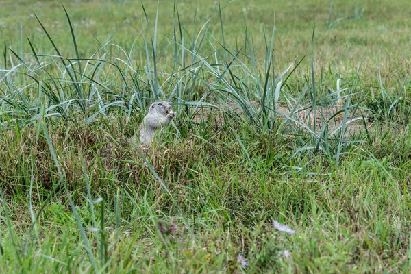 Les Gophers Sont Sortis Trou Sur Pelouse Les Gophers Mignons — Photo