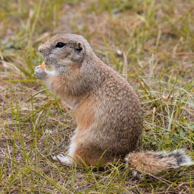 Sevimli vahşi gopher alanını tahıl yemek portresi. koltuk ve ekmek yiyor. yakın çekim fotoğraf