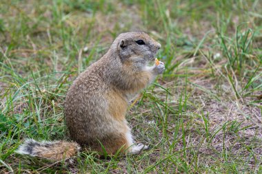 Sevimli vahşi gopher alanını tahıl yemek portresi. koltuk ve ekmek yiyor. yakın çekim fotoğraf