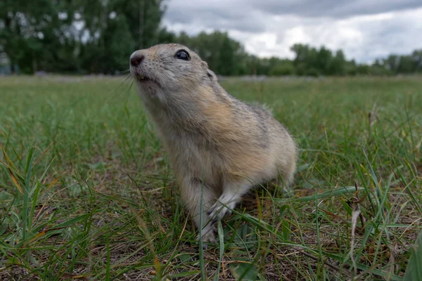 Retrato Linda Gopher Salvaje Comiendo Grano Campo Roedor Naturaleza Salvaje — Foto de Stock