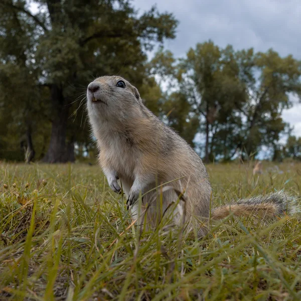 Retrato Linda Gopher Salvaje Comiendo Grano Campo Roedor Naturaleza Salvaje — Foto de Stock