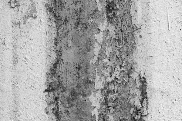white peeling paint on the old rough concrete surface. mold on wall