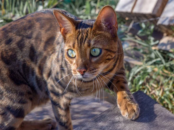 Bengal Cat Polowań Zewnątrz Tle Natura Zielony — Zdjęcie stockowe