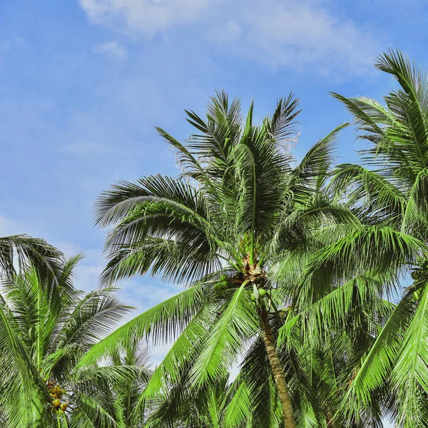 Palmeras contra el cielo azul. abstracto hermoso fondo tropical. espacio de copia para texto — Foto de Stock