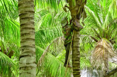 Vietnam. Cam Ranh. tulum bir bahçıvan bir ağaç gövdesi boyunca merdiven tırmandı ve eski kurutulmuş palmiye yaprakları keser