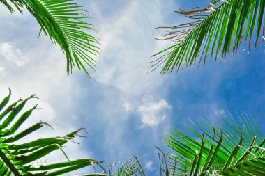 Mavi gökyüzüne karşı palmiye ağaçları. soyut arka plan. metin için kopya alanı