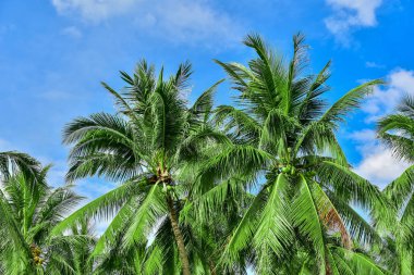 Mavi gökyüzüne karşı palmiye ağaçları. Soyut güzel tropikal arka plan. 