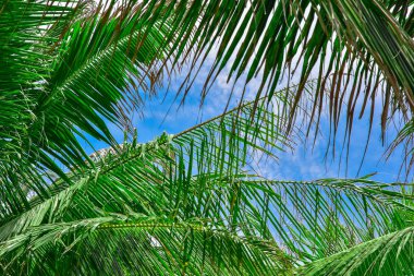 Mavi gökyüzüne karşı palmiye ağaçları. soyut arka plan. metin için kopya alanı