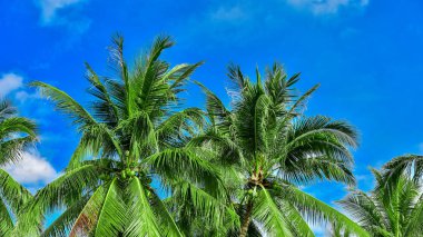Mavi gökyüzüne karşı palmiye ağaçları. soyut güzel tropikal arka plan. metin için kopya alanı