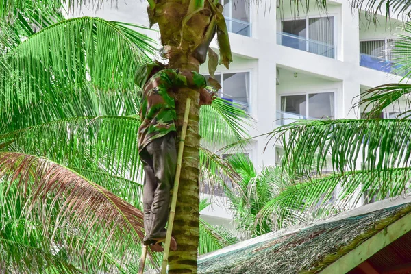 Vietnam. Cam Ranh. un jardinier en salopette a grimpé l'échelle le long d'un tronc d'arbre et a coupé de vieilles feuilles de palmier séchées — Photo