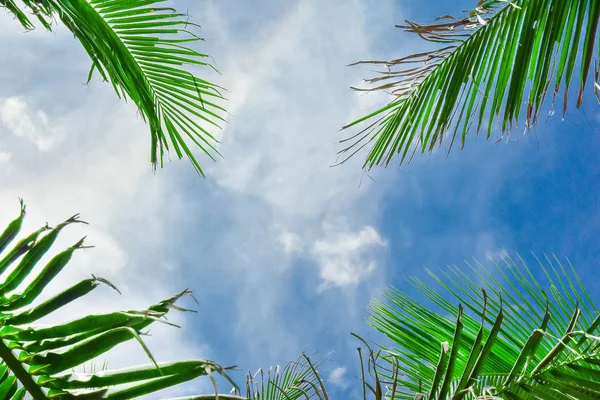 Des palmiers contre le ciel bleu. fond abstrait. espace de copie pour le texte — Photo