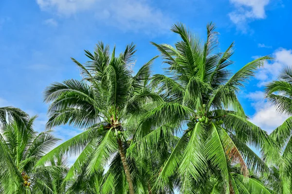 Mavi gökyüzüne karşı palmiye ağaçları. Soyut güzel tropikal arka plan. 