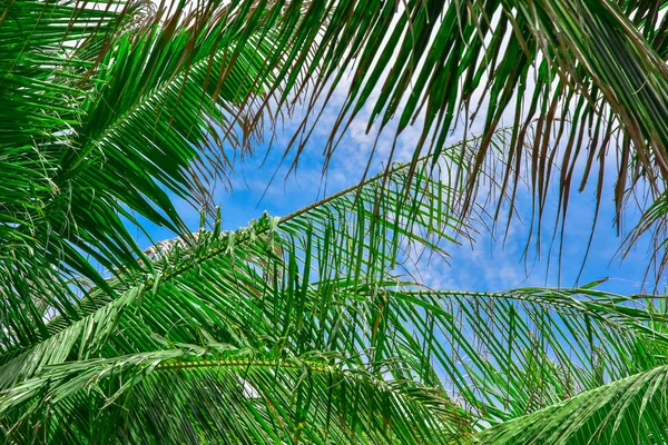 Mavi gökyüzüne karşı palmiye ağaçları. soyut arka plan. metin için kopya alanı