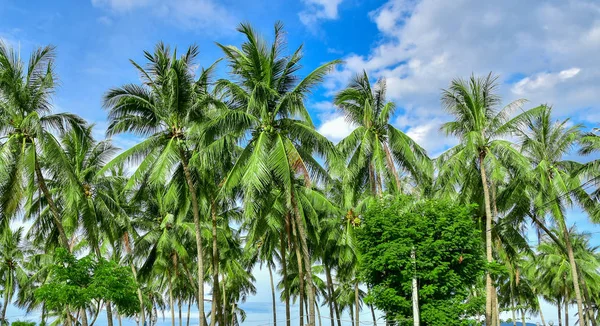 Palmy przed błękitnym niebem. streszczenie piękny tropikalny tło. — Zdjęcie stockowe