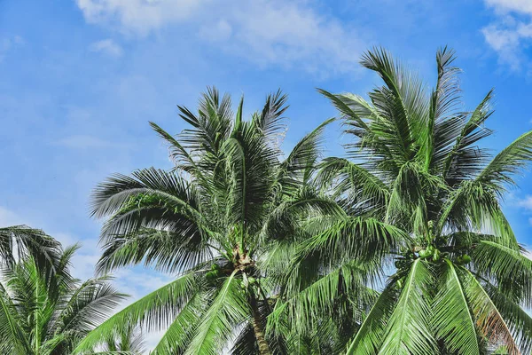Palmy przed błękitnym niebem. streszczenie piękne tropikalne tło. Kopiuj miejsce dla tekstu — Zdjęcie stockowe