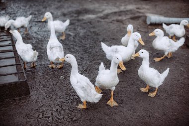 büyük bir grup beyaz ördek.
