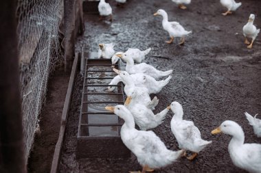 büyük bir grup beyaz ördek.