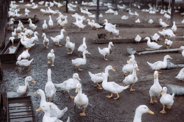 büyük bir grup beyaz ördek.