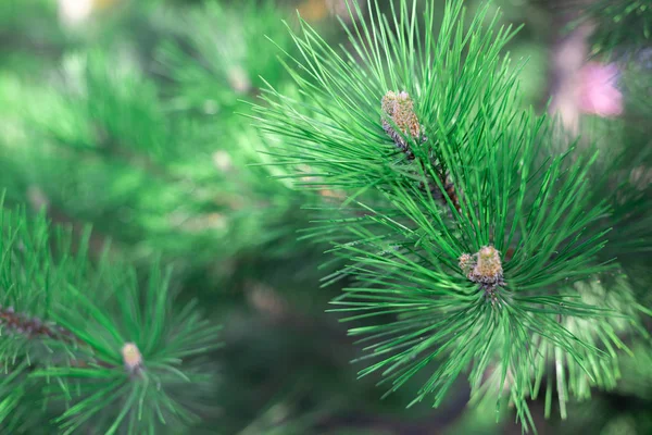 Tallkottar och långa barr av Ponderosa tall. — Stockfoto