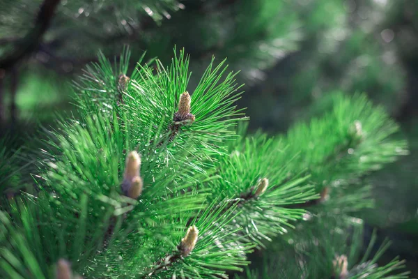 Tallkottar och långa barr av Ponderosa tall. — Stockfoto