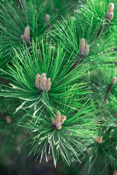 Tallkottar och långa barr av Ponderosa tall. — Stockfoto