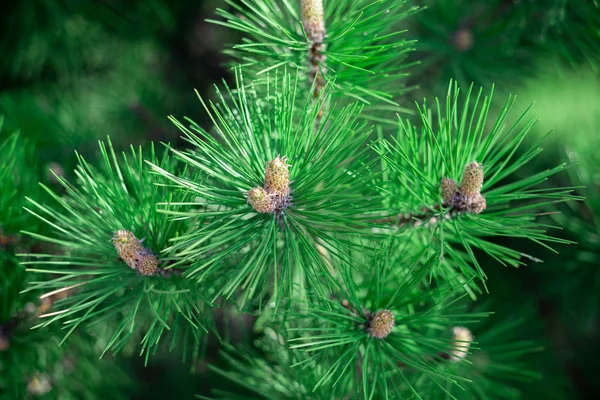 Tallkottar och långa barr av Ponderosa tall. — Stockfoto