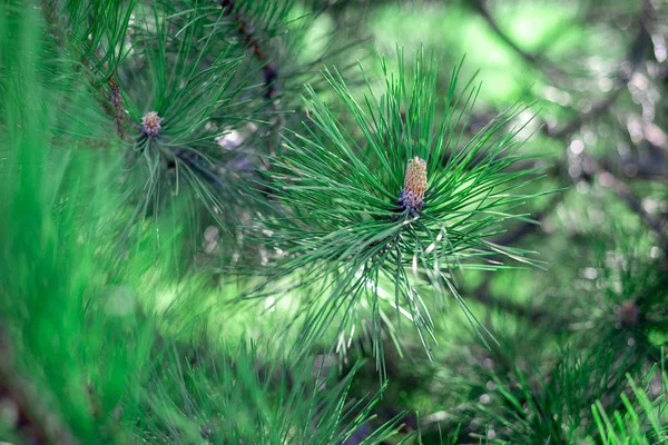 Conos de pino y agujas largas del pino Ponderosa. —  Fotos de Stock