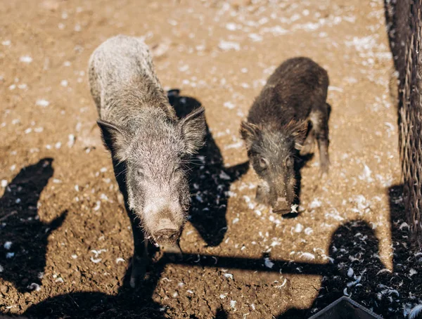 Boars in the mud. Dirty herd of boars on the farm. Pig family