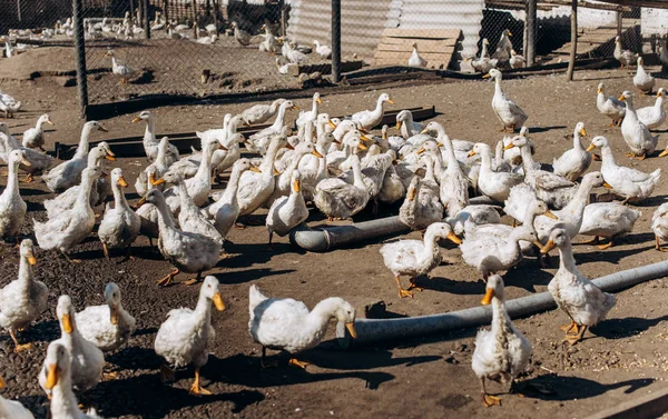 Gran grupo de patos blancos. granja —  Fotos de Stock