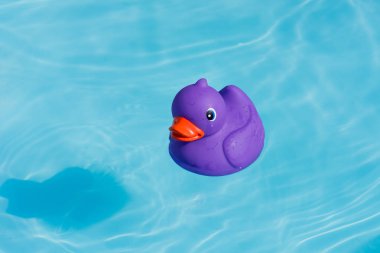 Çocuk havuzu içinde yalnız bir tek mor lastik ördek