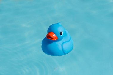 Bir tek mavi lastik ördek bir kürek çekmeye havuzda yüzen