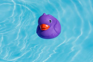 Çocuk havuzu içinde yalnız bir tek mor lastik ördek