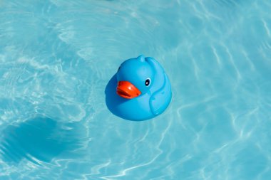 Bir tek mavi lastik ördek bir kürek çekmeye havuzda yüzen