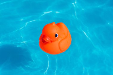 Bir tek turuncu lastik ördek bir kürek çekmeye havuzda yüzen