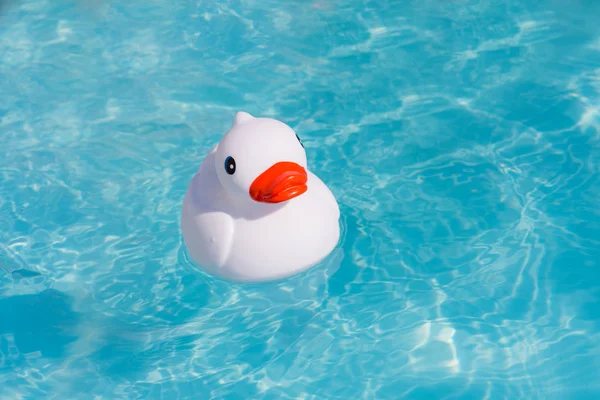 Único Pato Borracha Branco Sozinho Piscina Remo — Fotografia de Stock