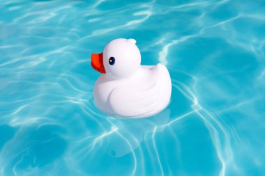 A single white rubber duck alone in the paddling pool clipart