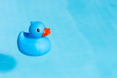 Bir tek mavi lastik ördek bir kürek çekmeye havuzda yüzen