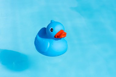 Bir tek mavi lastik ördek bir kürek çekmeye havuzda yüzen