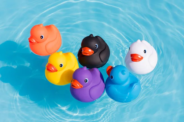 Altı renkli lastik ördek, ördek, sarı, mavi, mor, siyah, beyaz ve turuncu, yüzme bir çocuk havuzu suda bir ailenin
