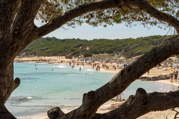 Weergave Takken Van Een Boom Naar Het Strand Middellandse Zee — Stockfoto