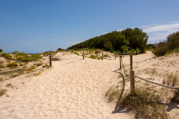 Senderos Arena Través Las Dunas Protegidas Playa Cala Agulla Isla —  Fotos de Stock