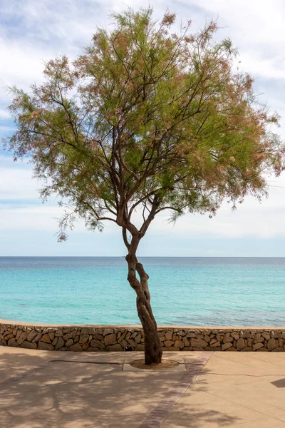 明るい青空の前にスペインのバレアレス マヨルカ島の Mittelmerr の美しい景色をカーラ ミラーのホリデー リゾートの海辺に単一のツリー — ストック写真