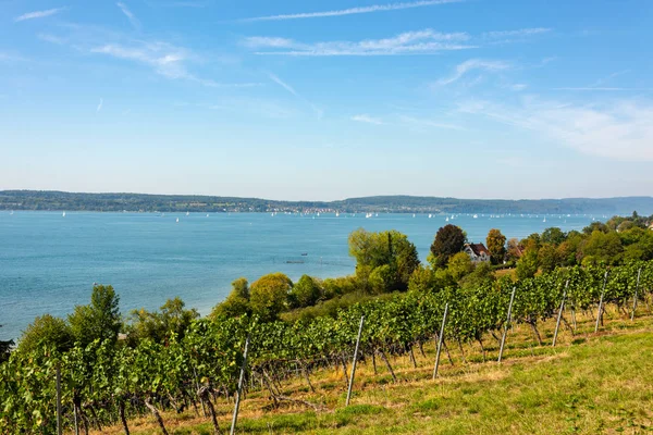 Pohled Nádherné Jezero Constance Vinice Birnau Před Jasně Modré Obloze — Stock fotografie