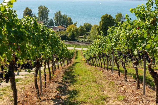 Vista Través Viñedos Con Uvas Azules Maduras Lago Constanza Cerca — Foto de Stock